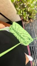borsa mini pouch bottega veneta